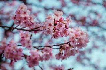 河津桜 桜