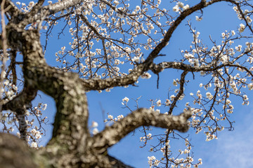大宮第二公園の白梅
