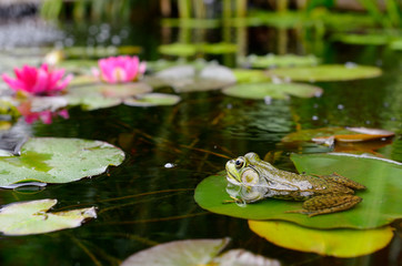 Green frog floating on a water lily pad in a pond with pink flowers