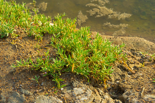 Sea purslane (Sesuvium portulacastraum) is a common occurrence in coastal dunes and the upper edges of salt marshes.