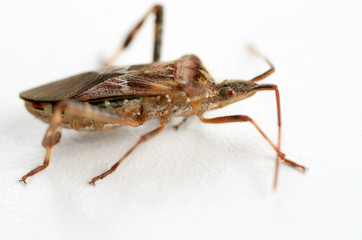 Side view of a walking Leaf footed bug on a white background
