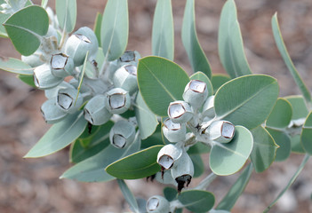 Foliage and gum nuts of the Australian nativ, Eucalyptus pleurocarpa, formerly Eucalyptus...