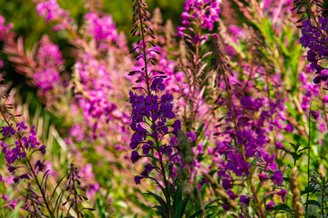 Close-up of a cluster of pink and purple flowers