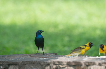 Greater Blue eared Starling seen at Masai Mara, Kenya, Africa