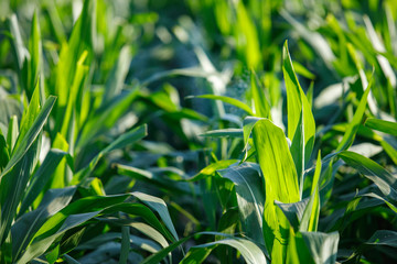 Leaves of young corn ,close-up corn field in sunset,Green corn field