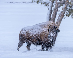 Single bison in Yellowstone National Park in winter