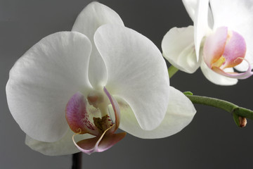 Naklejka na ściany i meble Blossoms of beautiful white orchids