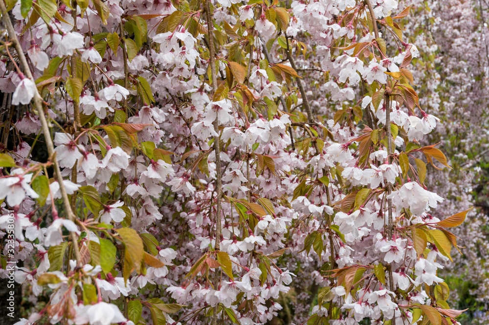 Wall mural White pink cherry flowers floral background, texture