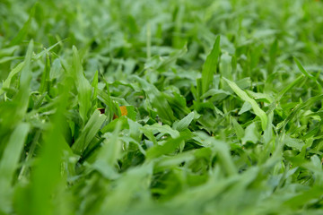 Background from green grass in the park.