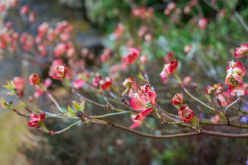 Close up of tree branch with exotic red flowers