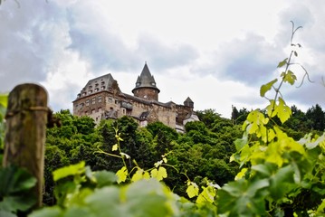 Stahleck Castle (Burg Stahleck) seen through grape vines in Bacharach in Rhineland-Palatinate, Germany.