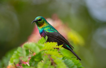 Purple Banded Sunbird seen Feeding on flowers at Masai Mara, Kenya, Africa