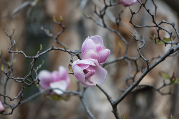 Purple magnolia flowers. Saucer magnolia flower close up