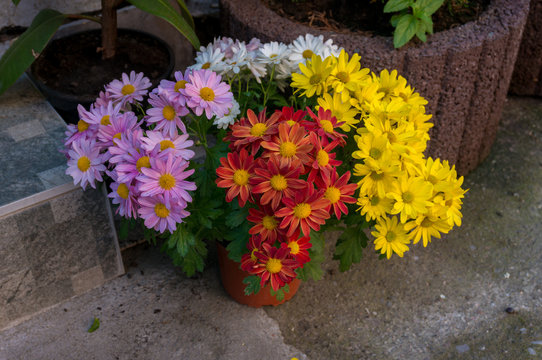 Bunch of colorful daisy like flowers in flower pot