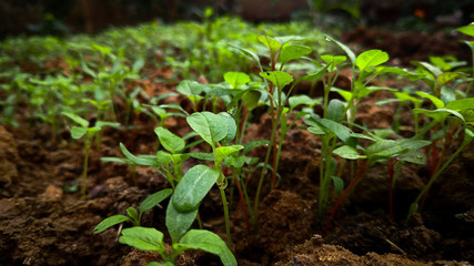 young plant in the garden