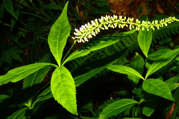 flower in the mountain