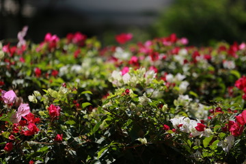 Fototapeta na wymiar Flowers in the garden