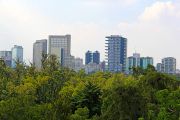 Obraz premium Forest