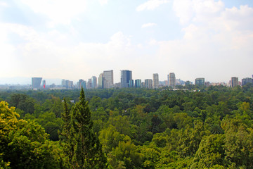 Obraz premium Forest