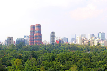 Fototapeta premium Forest