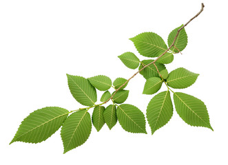 Naklejka na ściany i meble Green leaves of elm-tree