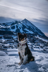 Aussie in Crested Butte