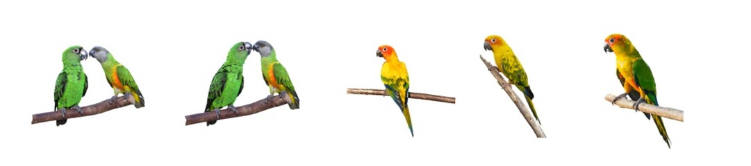 Beautiful parrots on brunch with white background.