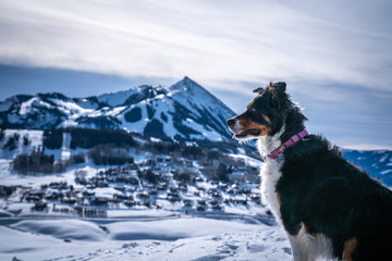 Aussie in Crested Butte