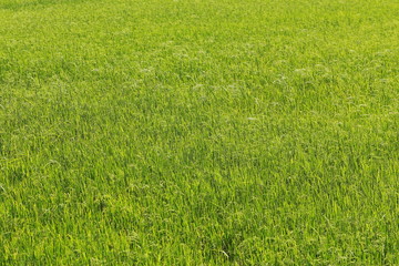 Rice field in the center of Thailand