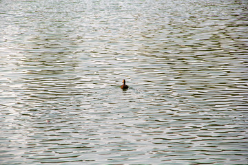 Duck in the pond