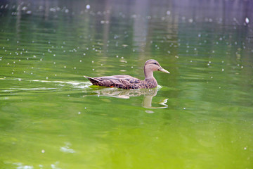 Duck in the pond