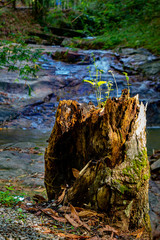 All the streams carry the wisdom of the forest to the lake, and over there, silence replaces the noise! Located at Lahat Perak