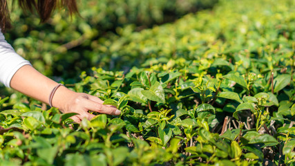 Close up hand of asian women picked organic green tea leave at green tea plantation, copy space.