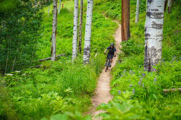 Mountain biking through the aspens