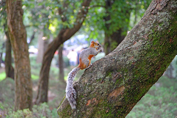 squirrel