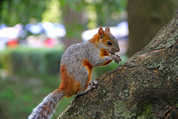 squirrel