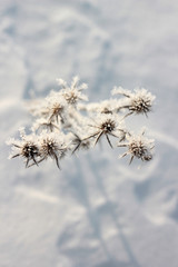 thistle