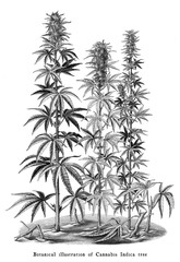 Cannabis Indica tree botanical vintage engraving illustration black and white clip art isolated on white background