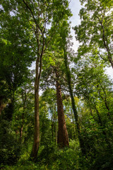 Fototapeta na wymiar Group of trees in a forest