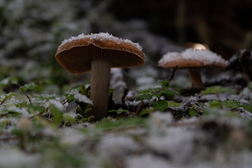 mushroom in forest