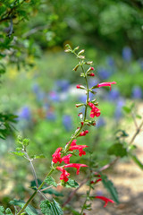 Wildflowers blooming in Texas spring