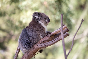 The Australian Koala (Phascularctos cinereous) 	