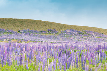 Fototapeta na wymiar Natural full bloom lupine with mountain slope, New Zealand natural landscape background