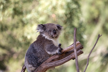 Koala (Phascularctos cinereous) in a wildlife Sanctuary	
