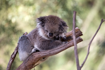 Koala (Phascularctos cinereous) in a wildlife Sanctuary	