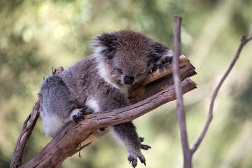 Koala (Phascularctos cinereous) in a wildlife Sanctuary	