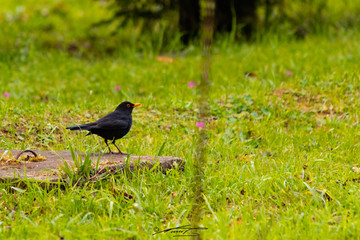 Fototapeta premium black bird