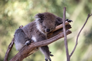 An Australian Koala (Phascularctos cinereus)