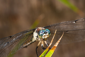 Dragonfly Macro