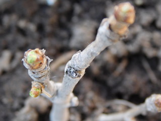 Ginko Biloba baby